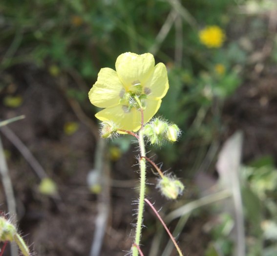 Tuberana guttata /  Fior gallinaccio comune